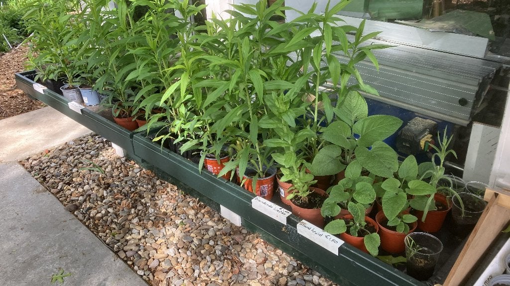 Tuinplanten stekjes, Vaste plant, Halfschaduw, Zomer, Ophalen