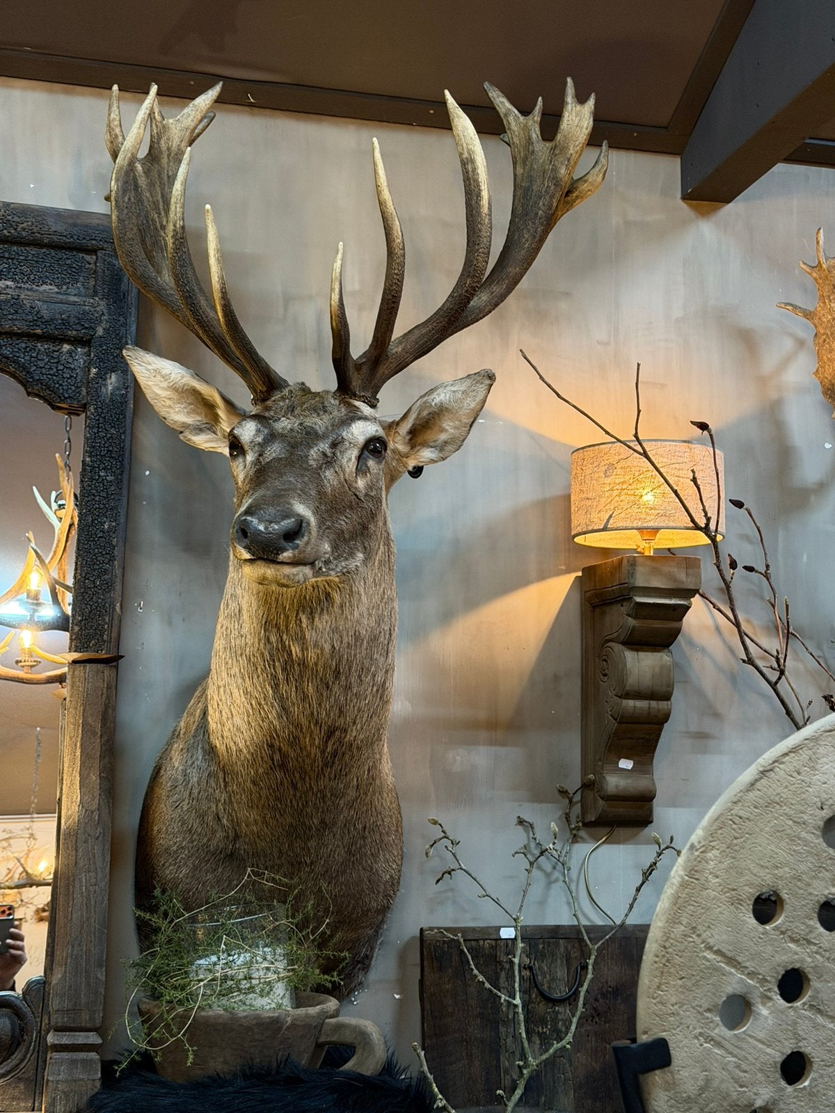 Edelhert hertenkop hert opgezet opgezette taxidermie veluwe, Ophalen, Nieuw, Hert, Opgezet dier