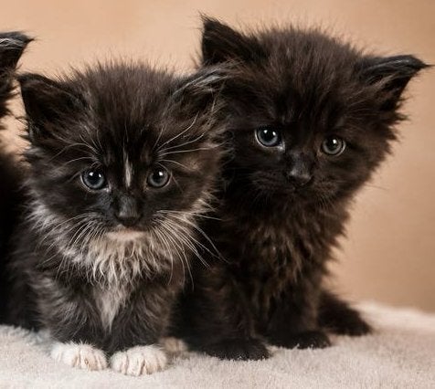 Bijzonder mooie Maine Coon Kittens 🐾, Meerdere dieren, Ontwormd
