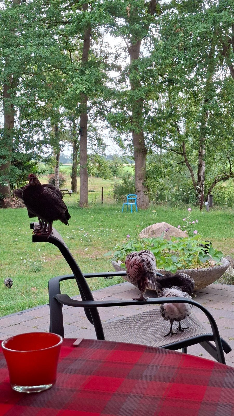 hollands hoen, Dieren en Toebehoren, Pluimvee, Meerdere dieren, Kip