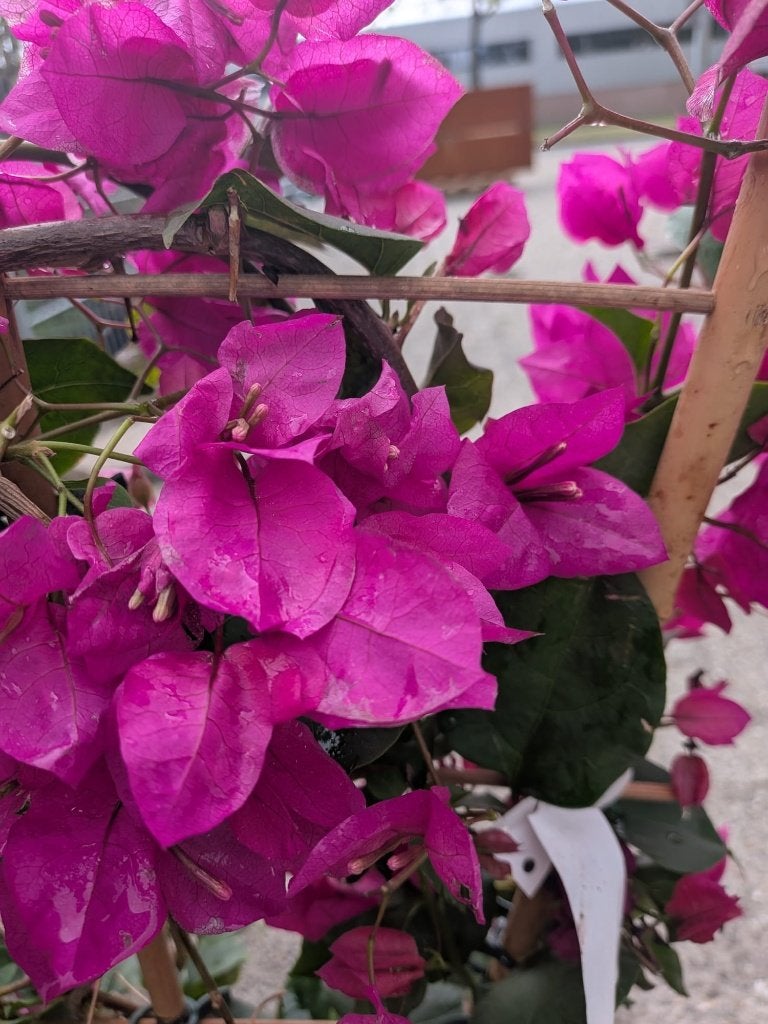 Bougainvillea op rek – Paars – Mediterrane sfeermaker ️, Volle zon, Eenjarig, Zomer, Ophalen