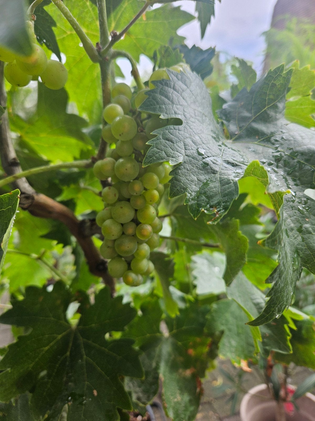 Oude Wijnstokken - Prachtige Druivenplanten in Pot, Volle zon, Vaste plant, Ophalen of Verzenden, Zomer