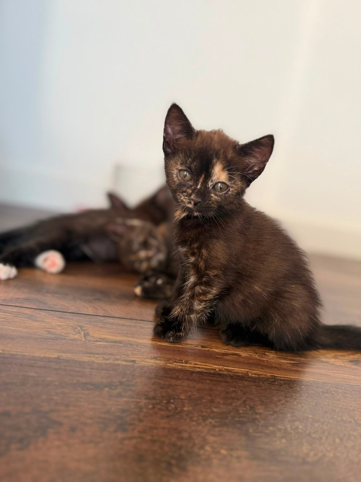 Laatste Raszuivere Britse korthaar chocolade poesje., Dieren en Toebehoren, Katten en Kittens | Raskatten | Korthaar, Meerdere dieren
