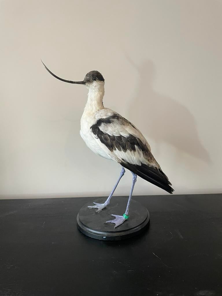 Opgezette Europese kluut, Ophalen of Verzenden, Zo goed als nieuw, Vogel, Opgezet dier