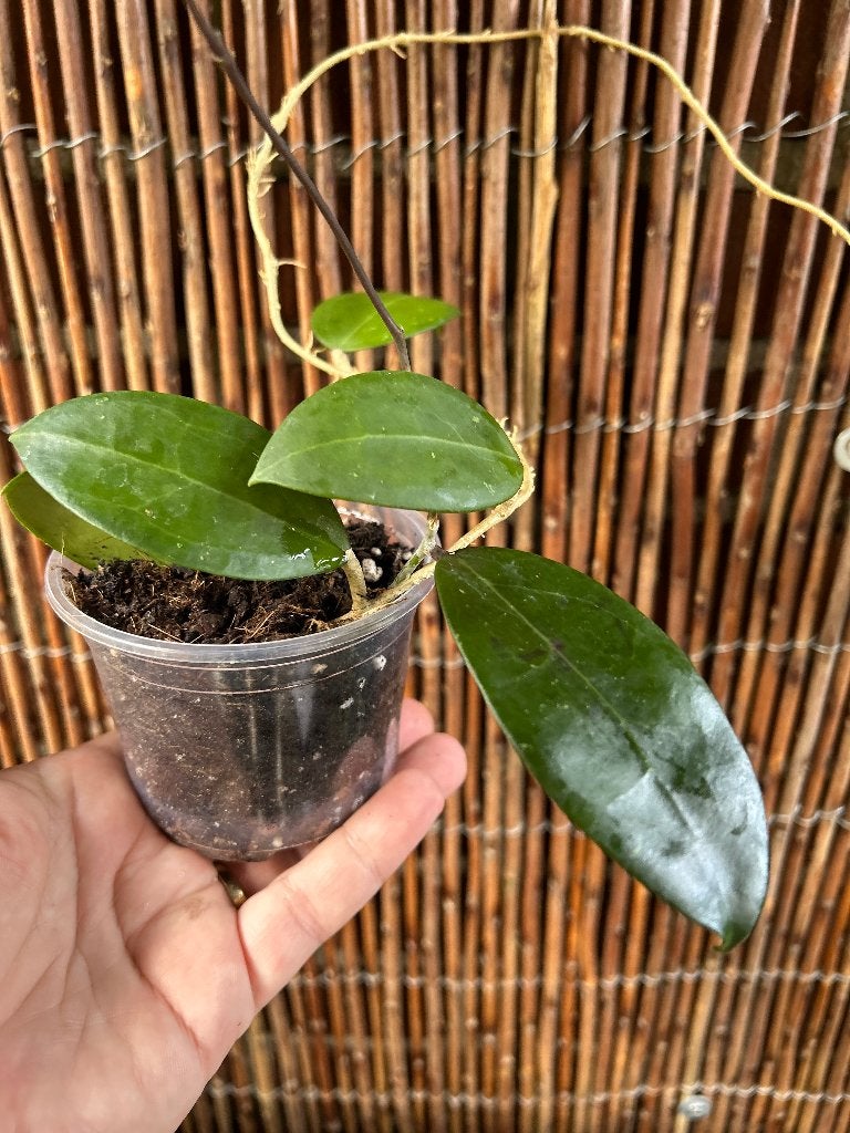 Hoya parasitica 'Pink'🪴, Huis en Inrichting, Overige soorten, In pot, Minder dan 100 cm, Bloeiende kamerplant