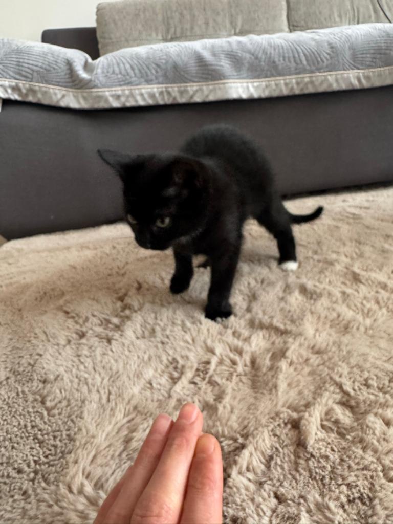 Zwart-wit tuxedo kitten, Dieren en Toebehoren, Kater