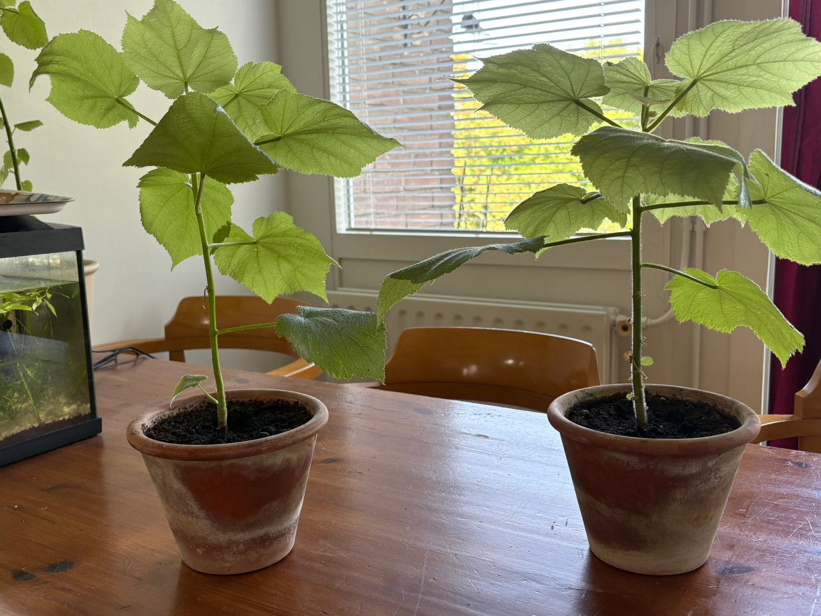 Kamerlinde (twee stuks), Tuin en Terras, Vaste plant, Volledige schaduw, Herfst, Ophalen