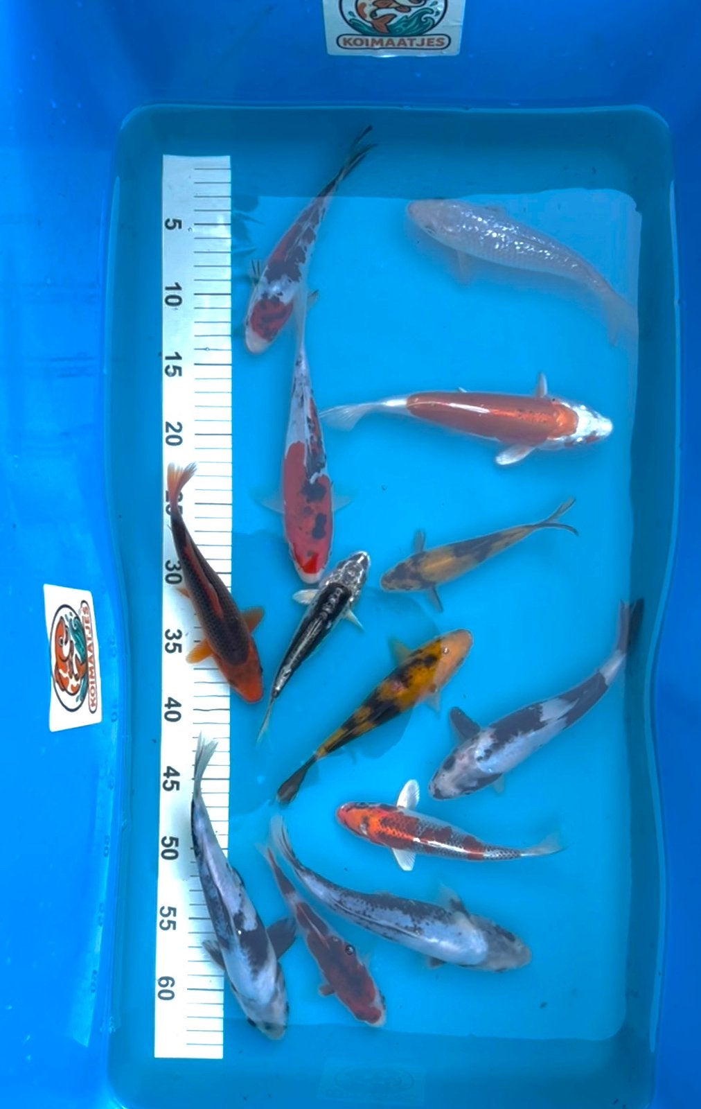 Japanse koi diverse kwekers en varieteiten, Karper of Koi