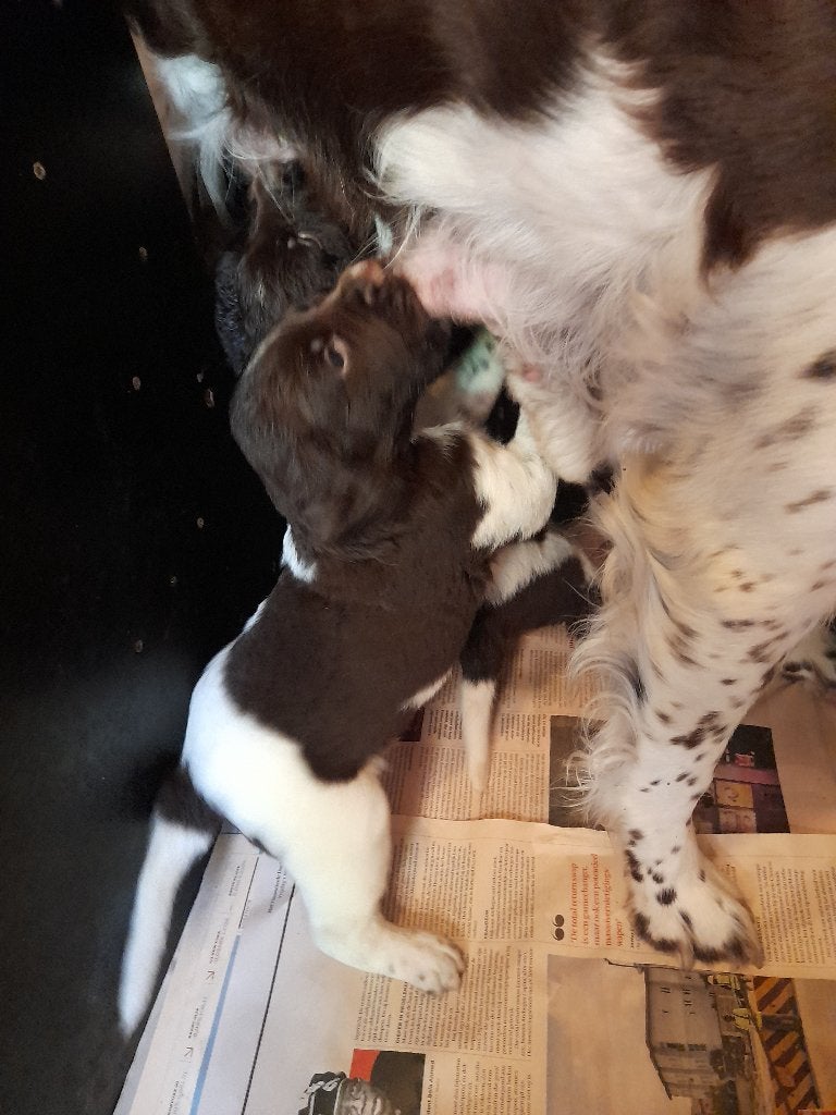 Heidewachtel, Kleine Münsterländer Reutje pup beschikbaar, 8 tot 15 weken, Meerdere, Meerdere dieren, Duitse Staande hond