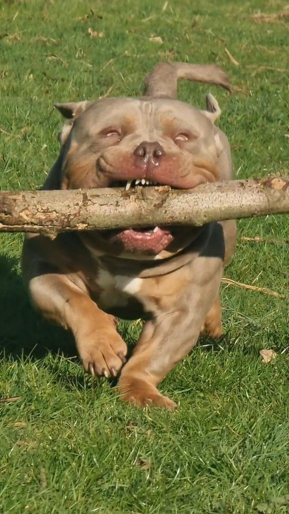 AMERICAN POCKET BULLY MR WILLY WILSON OPEN FOR STUD! GETEST, Dieren en Toebehoren, Reu, 1 tot 2 jaar, Eén hond, CDV (hondenziekte)