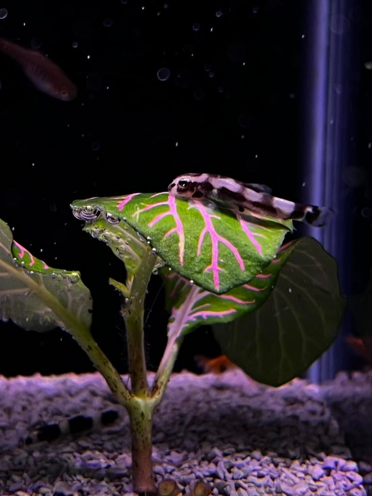 Prachrige panda loaches, Dieren en Toebehoren, Vissen | Aquariumvissen