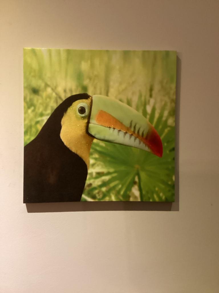 Canvas afbeeldingen voor aan muur toekan en pauw, 40x40 cm, Oorspronkelijke maker, Ophalen of Verzenden, Minder dan 50 cm, Print