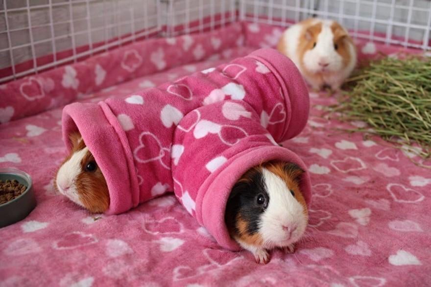 ** Handgemaakte 3 weg tunnel voor cavia's NIEUW, Engelberterweg 65 9723EK groningen, Www.Karinasdierenwebshop.nl, Overige typen