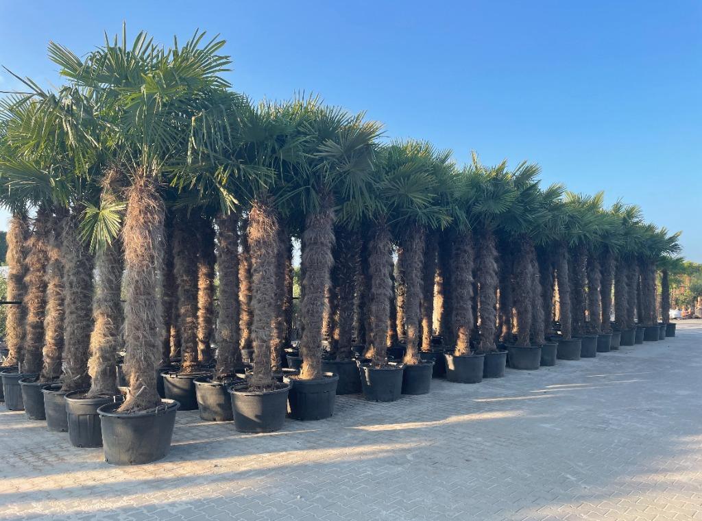 Trachycarpus fortunei palmbomen / palmen in diverse maten, Tuin en Terras, Planten | Bomen, Volle zon, Ophalen of Verzenden, 250 tot 400 cm