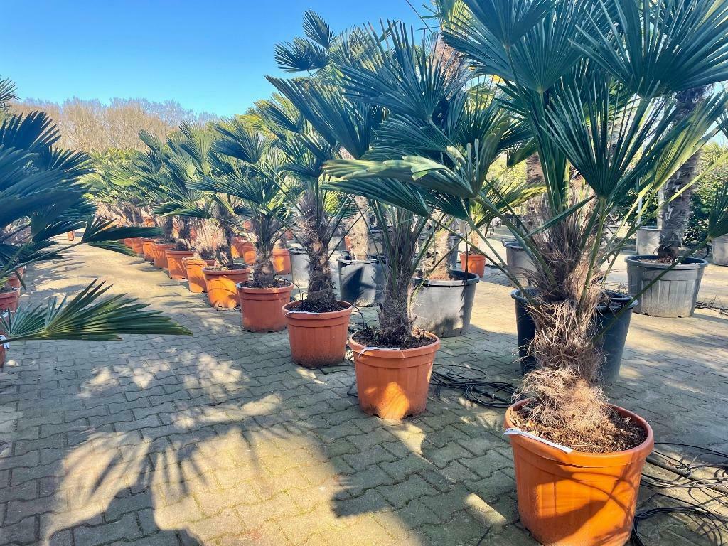 Trachycarpus wagnerianus palmbomen met 40/50 en 50/60 stam, Tuin en Terras, Planten | Bomen, In pot, Halfschaduw, Ophalen of Verzenden