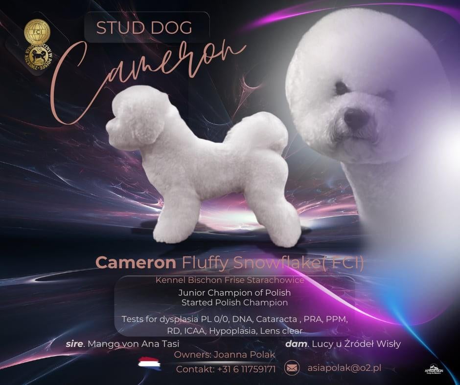 Bichon Frise STUD DOG ,FCI -stamboom, Dieren en Toebehoren, Honden | Dekreuen, Particulier, Reu, 1 tot 2 jaar, Buitenland