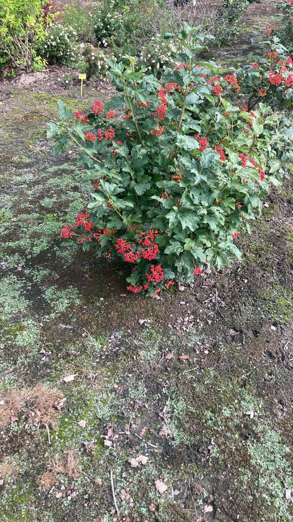 Sierheesters, Ophalen, Taxus, Struik, Minder dan 100 cm