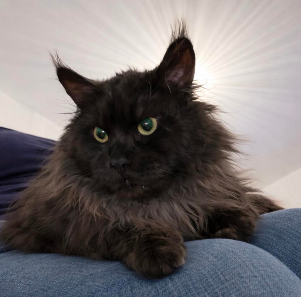 Dekkater maine coon black smoke, Dieren en Toebehoren, Katten en Kittens | Dekkaters, 0 tot 2 jaar