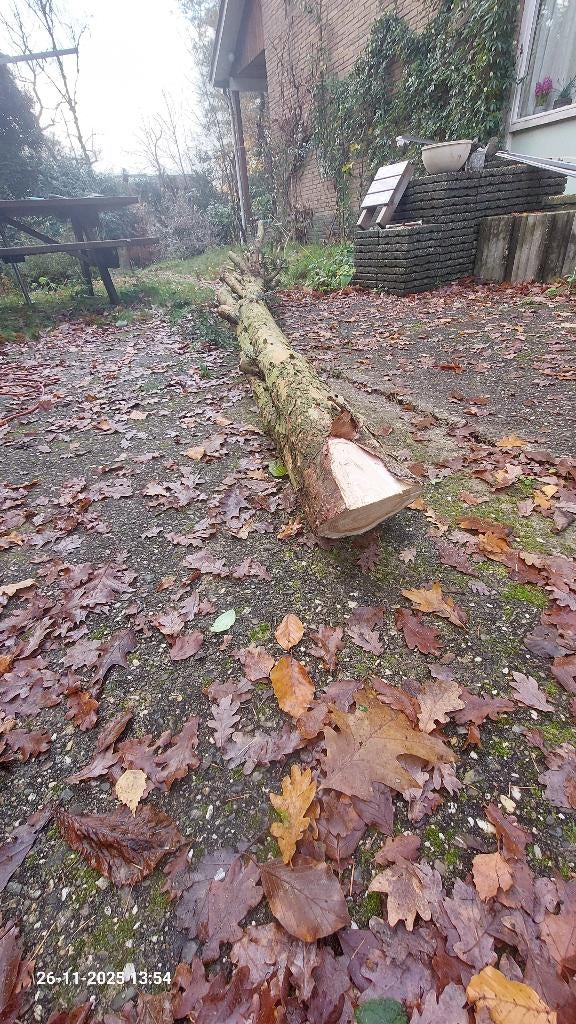 Taxus Stam (ca 4 meter lang, 56 cm omtrek), Ophalen, Nieuw
