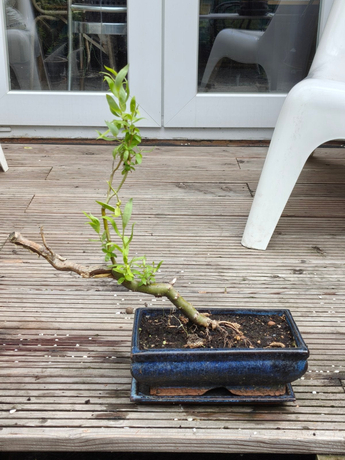 Chinese Kronkelwilg bonsai starter, pre bonsai, Tuin en Terras, Planten | Bomen, Ophalen, Bloeit niet, Halfschaduw, Overige soorten