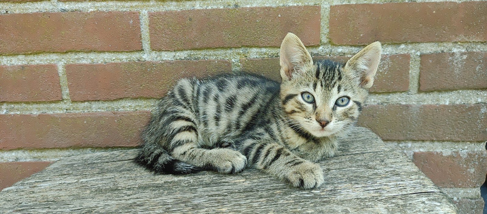 Prachtige kittens, aanhankelijk, zindelijk en erg speels., Meerdere dieren, Kortharig, 0 tot 2 jaar