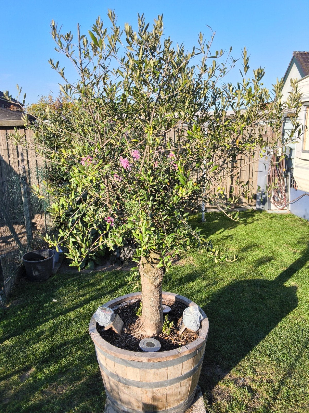 olijfboom, Tuin en Terras, Lente, 100 tot 250 cm, Olijfboom, Ophalen