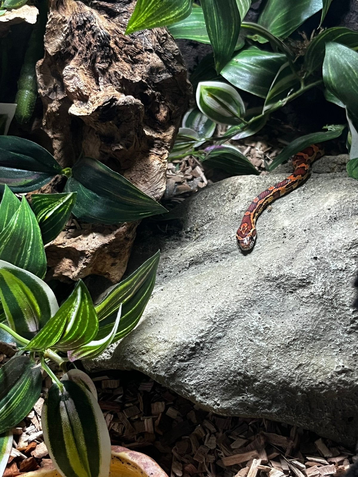 Korenslang 9 maanden oud mooie kleuren Corn Snake photo 3