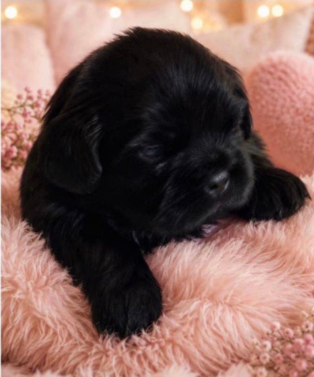 Boomer pups, Dieren en Toebehoren, Overige rassen, 8 tot 15 weken, Parvo, Meerdere