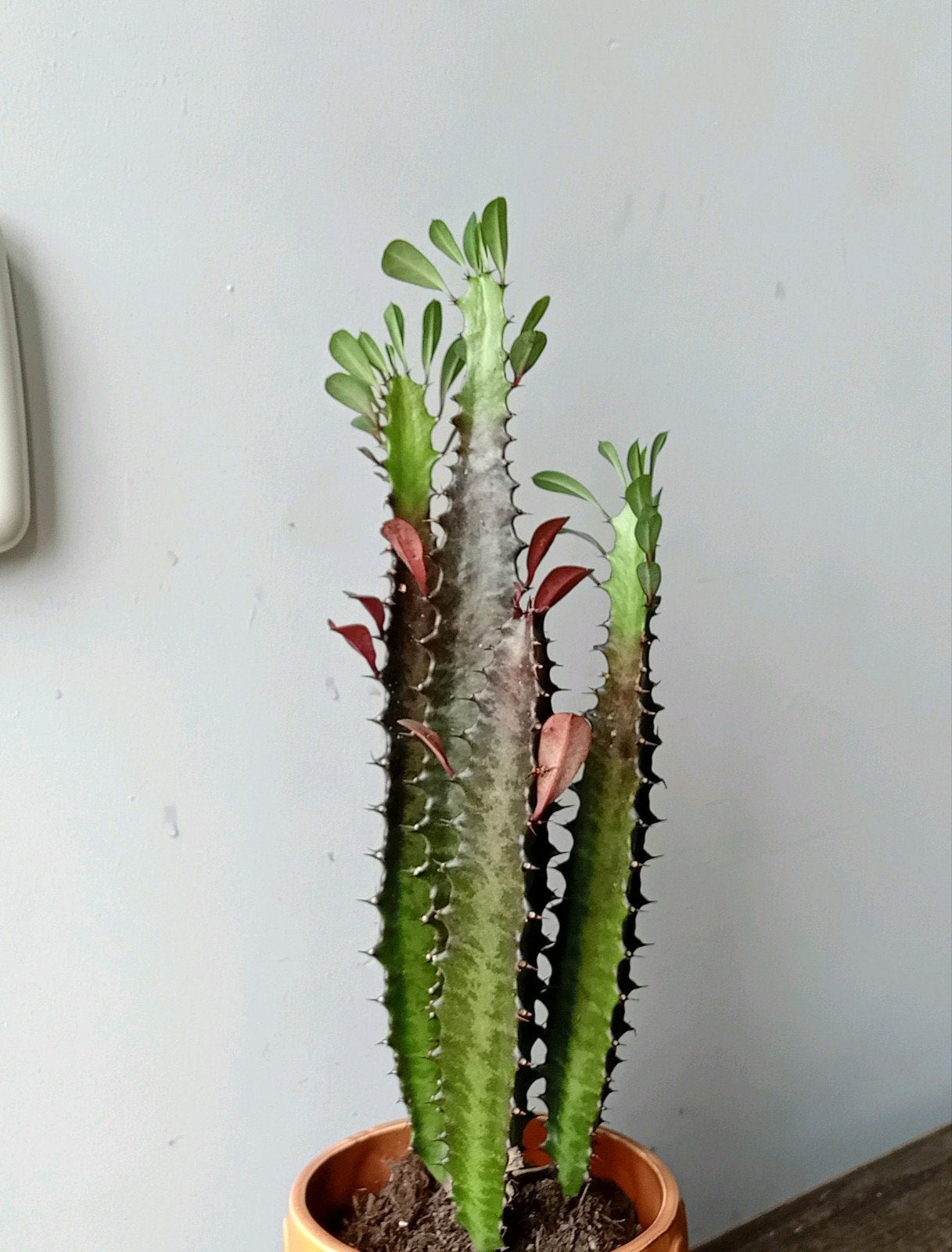 Cactus 40cm, Huis en Inrichting, Kamerplanten, Ophalen, Minder dan 100 cm, In pot, Cactus