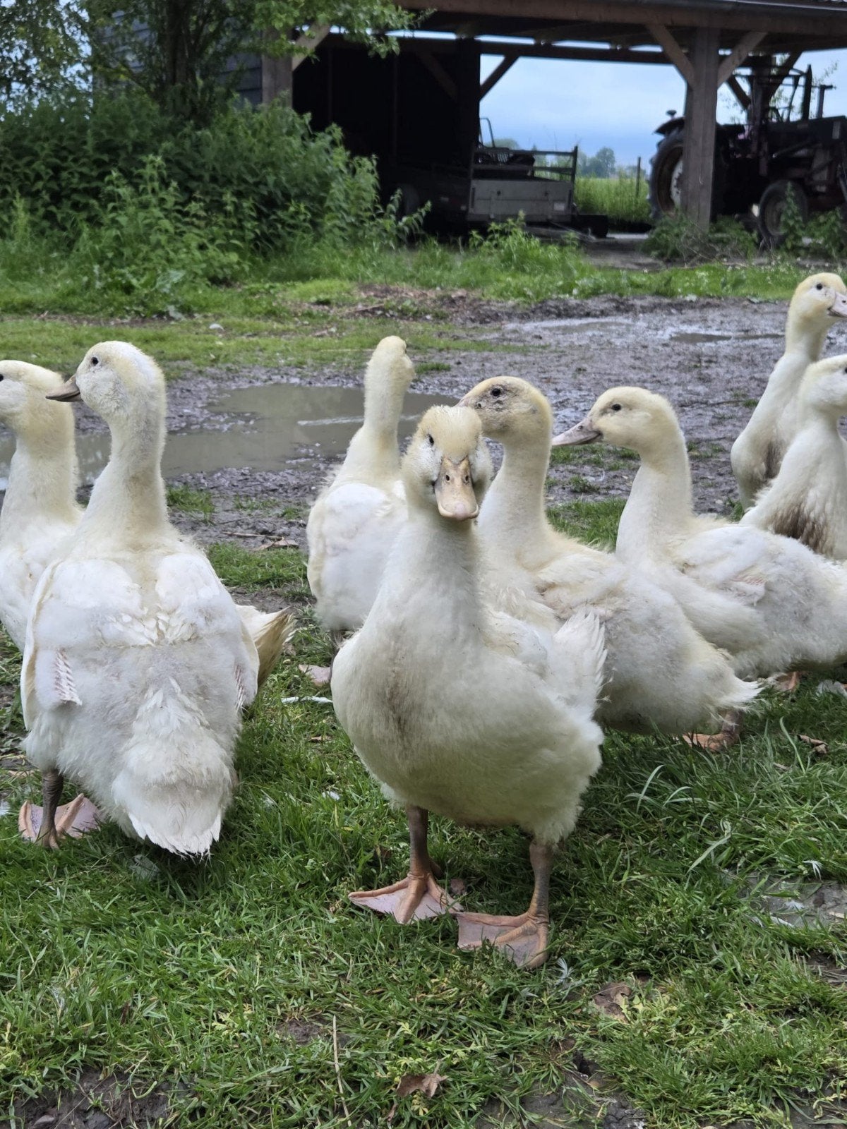 Peking eenden 5 stuks 90 euro, Meerdere dieren, Eend
