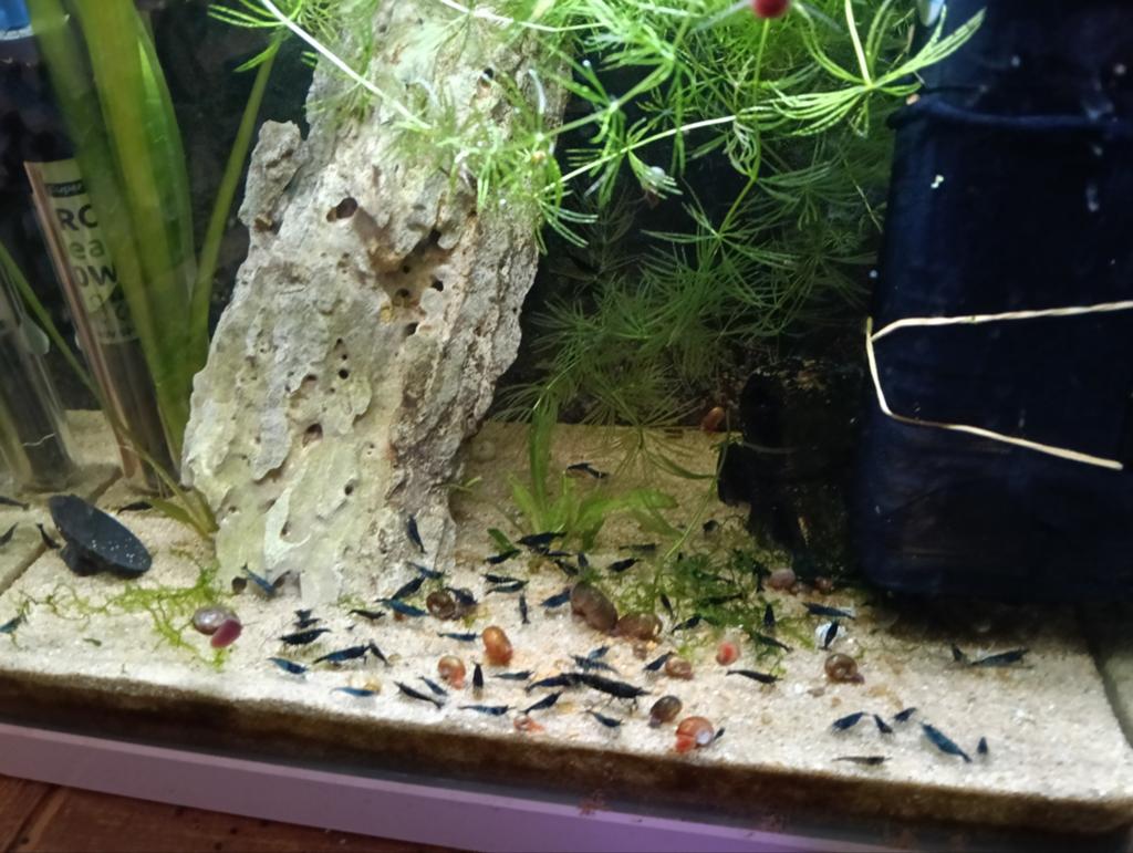 Garnalen, Dieren en Toebehoren, Vissen | Aquariumvissen, Kreeft, Krab of Garnaal