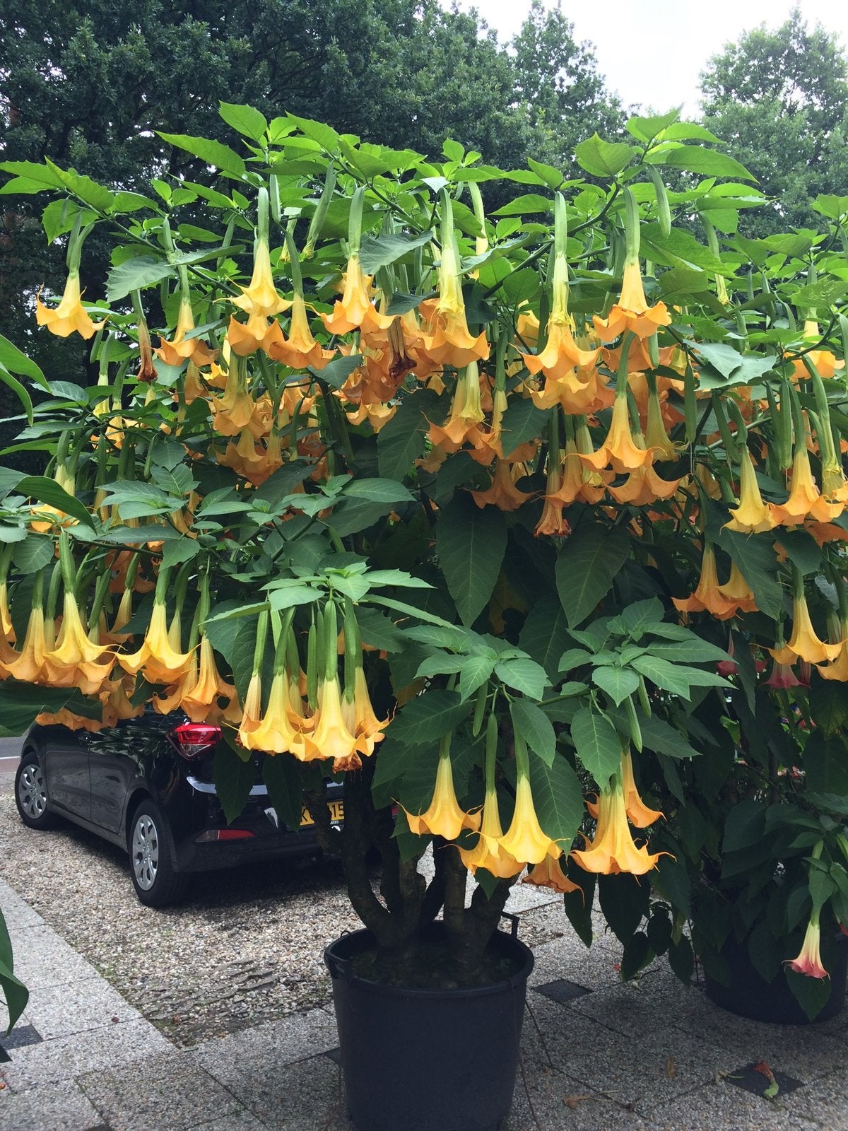 Brugmansia stekken ( geel) voor maar 50 cent per stek, Ophalen of Verzenden, Vaste plant, Overige soorten, Volle zon