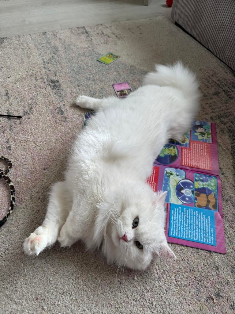 GEZOCHT: Siberian/Ragdoll kater voor mijn poes (dekking), Dieren en Toebehoren, Katten en Kittens | Overige Katten, Poes, 0 tot 2 jaar