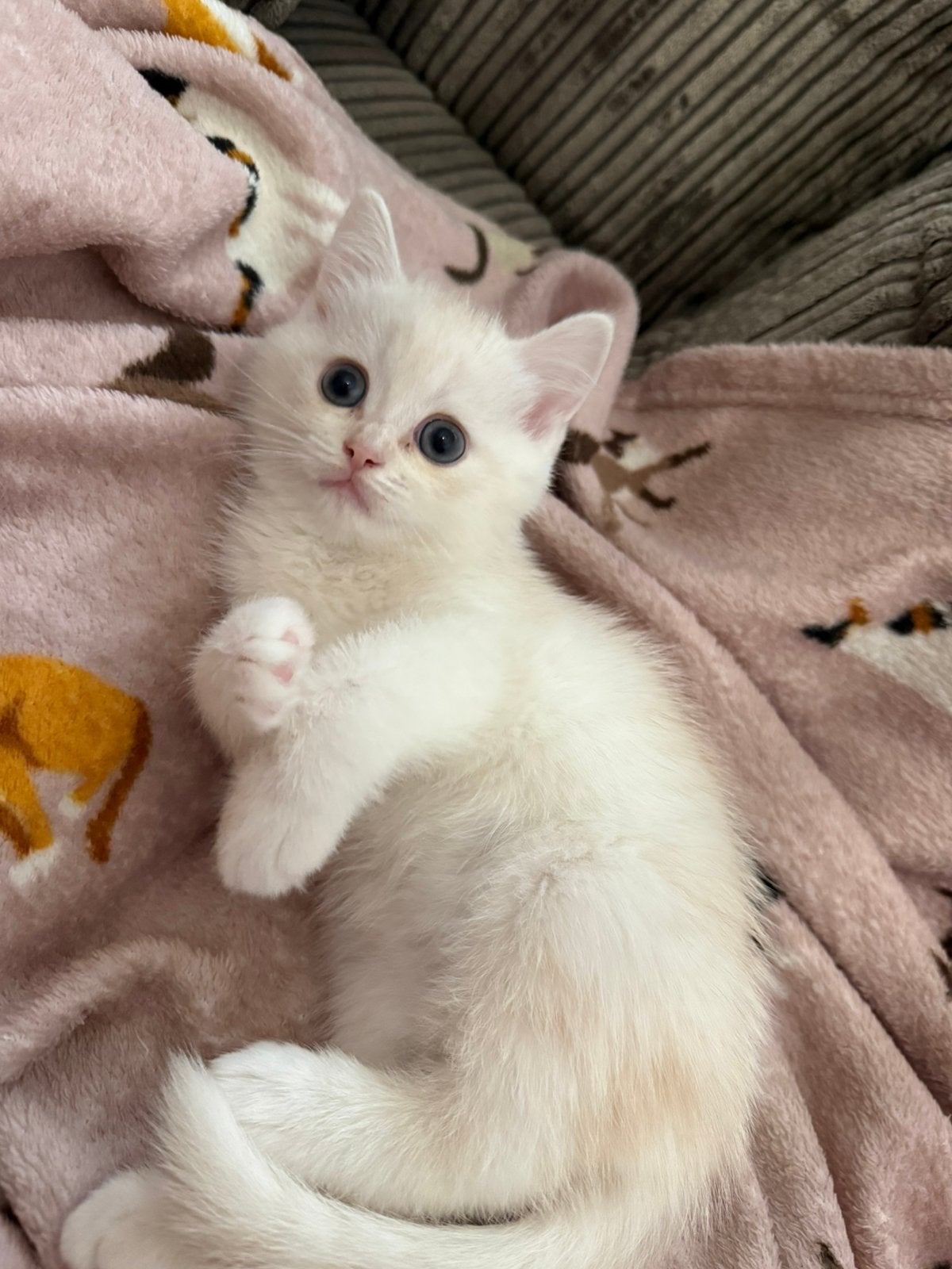 Ragdoll x britse korthaar kitten (wit), Meerdere dieren, Ontwormd, 0 tot 2 jaar