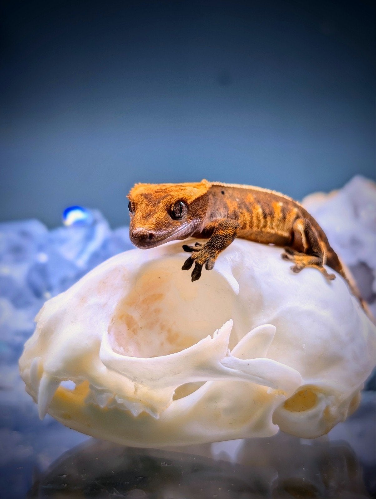 jonge wimpergekko Correlophus ciliatus 0.0.1, Dieren en Toebehoren, Reptielen en Amfibieën, Hagedis, 0 tot 2 jaar