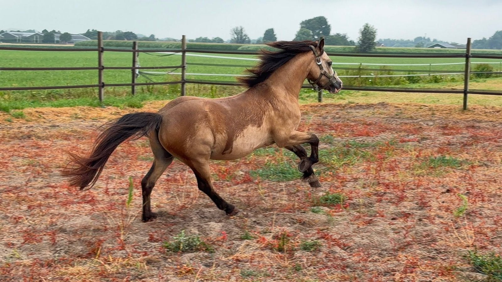Verzorgster gezocht voor TOP pony, Verzorging of Verzorgpony's