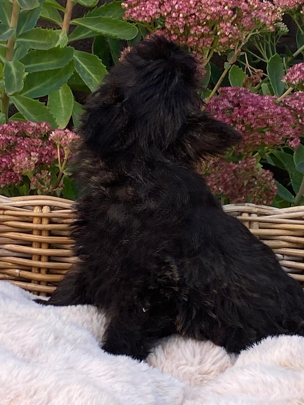 Cairn terrier, Dieren en Toebehoren, België, 15 weken tot 1 jaar, Overige rassen, Meerdere