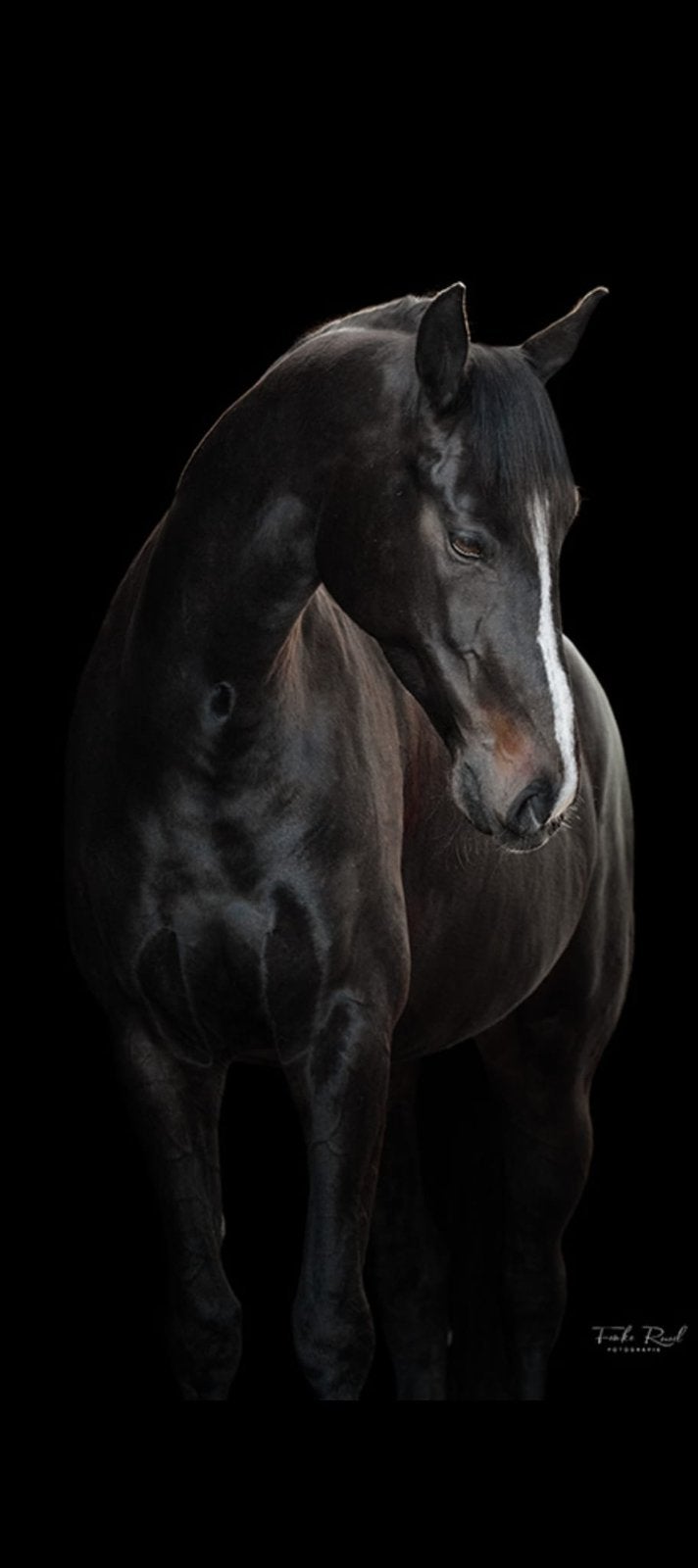 Knappe 6 jarige KWPN merrie (Just Wimphof x Oscar), Dieren en Toebehoren, Merrie, Met stamboom, Dressuurpaard, L