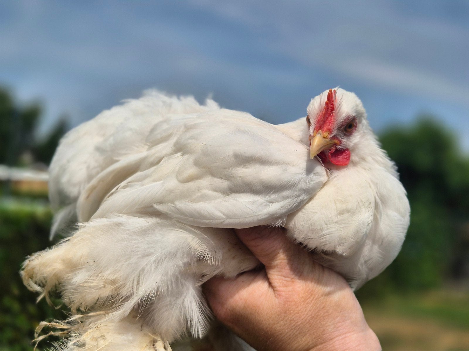 Cochin Kriel, Dieren en Toebehoren, Pluimvee, Vrouwelijk, Kip