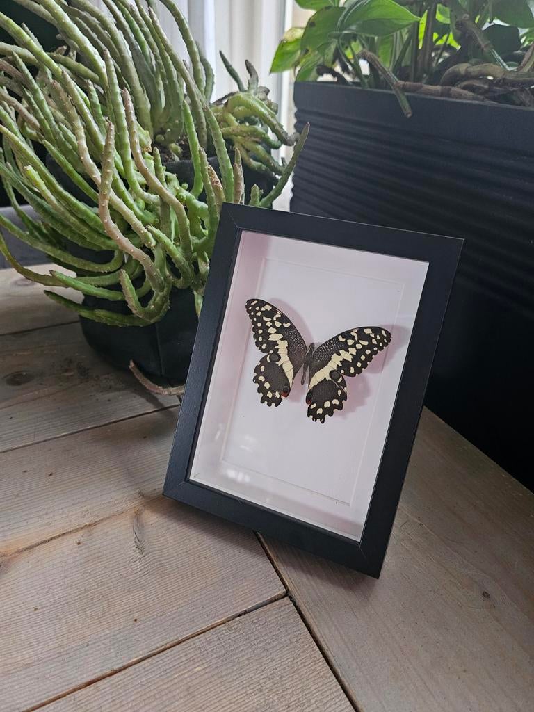 Mooie vlinder in lijst - Papilio demodocus, Huis en Inrichting, Woonaccessoires | Lijsten, Ophalen of Verzenden, Zo goed als nieuw