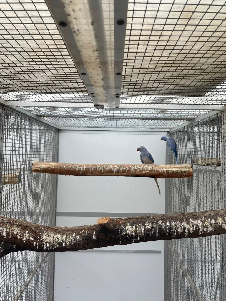 kweekkoppel halsbandparkieten, Meerdere dieren, Parkiet