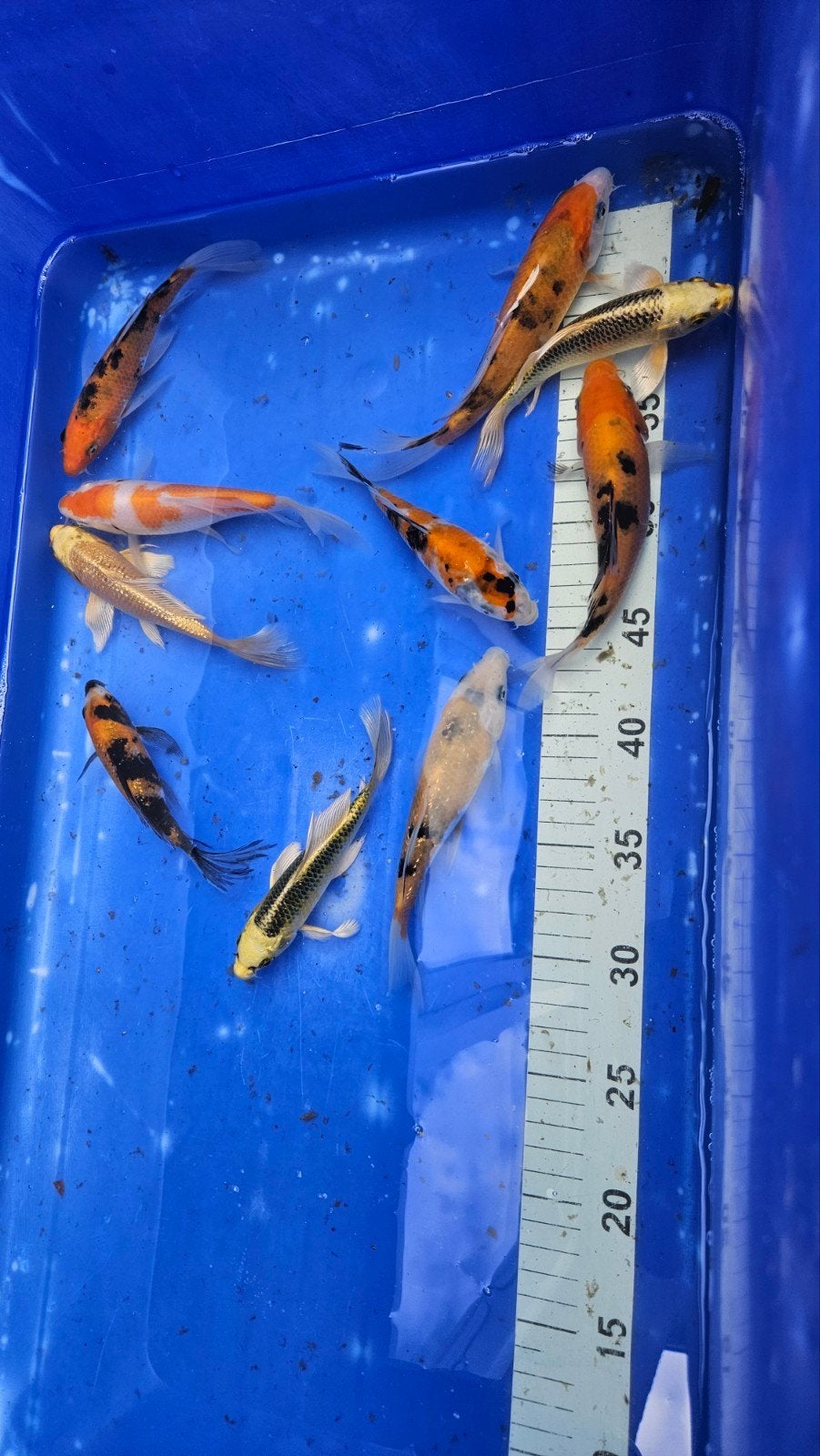 Tosai koi, butterfly koi en babykoi, Karper of Koi