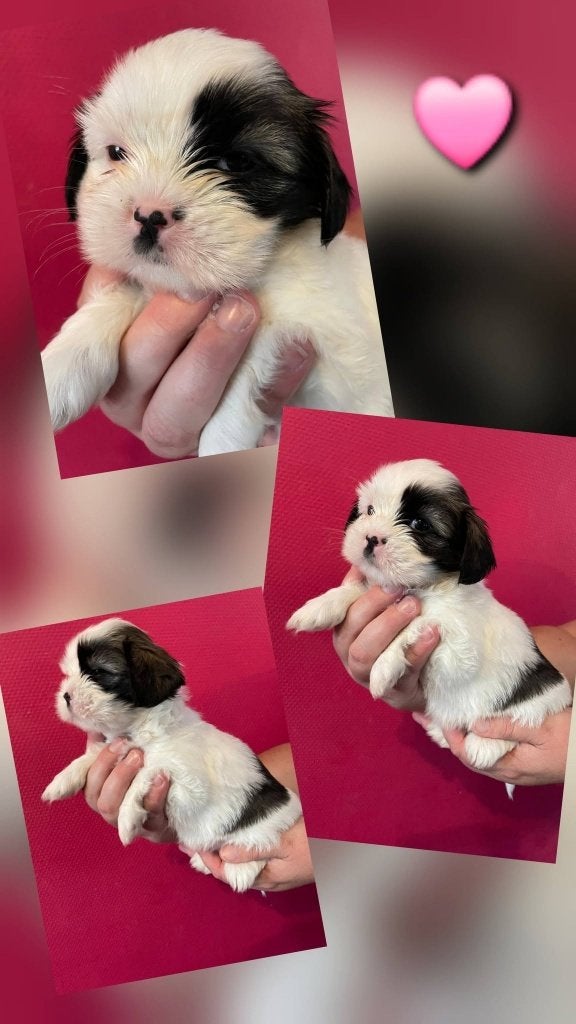 Shih tzu pup, Overige rassen, 8 tot 15 weken, Teef, CDV (hondenziekte)