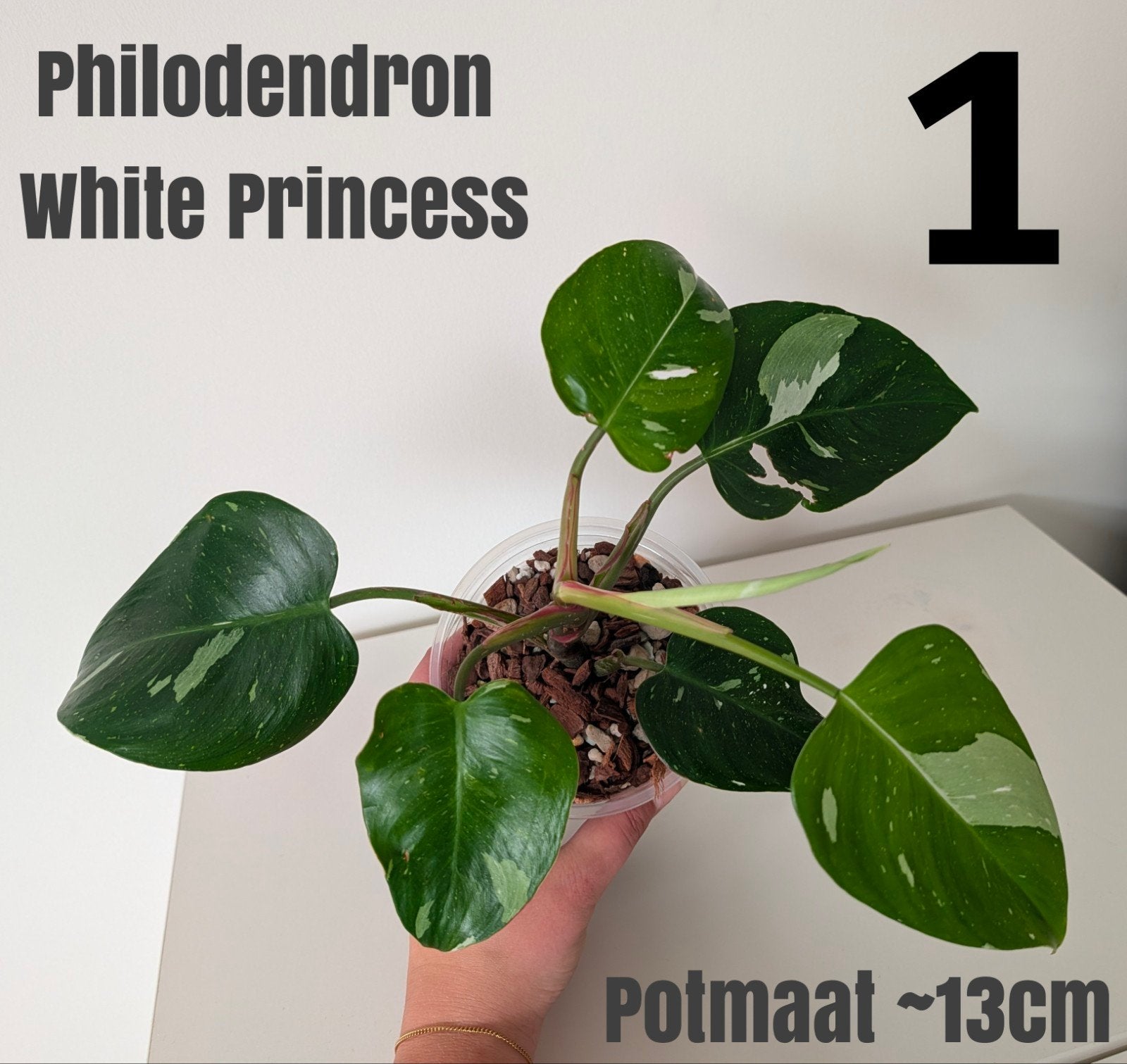Philodendron White Princess (2 maten beschikbaar), Huis en Inrichting, Kamerplanten, Ophalen, Halfschaduw, Minder dan 100 cm