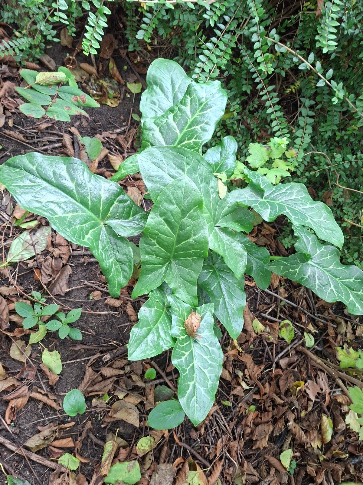 Plant Arum Italicum, Ophalen, Overige soorten, Volle zon