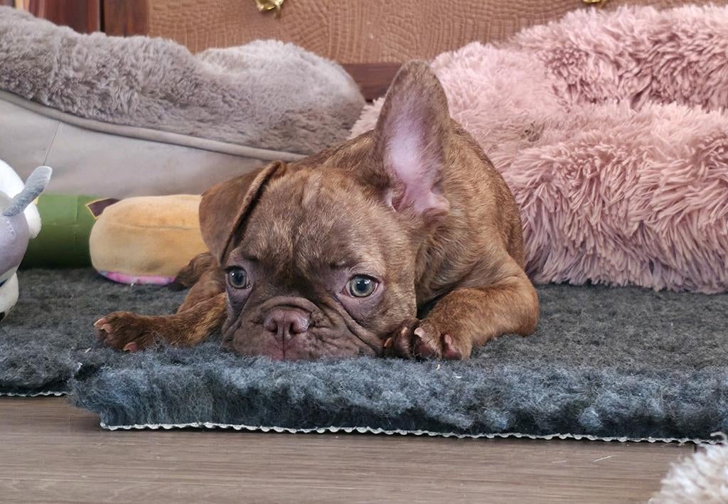 💙 Super leuke X franse bulldog reu pup bijzondere kleur 💙, Parvo, Reu, 8 tot 15 weken, Bulldog