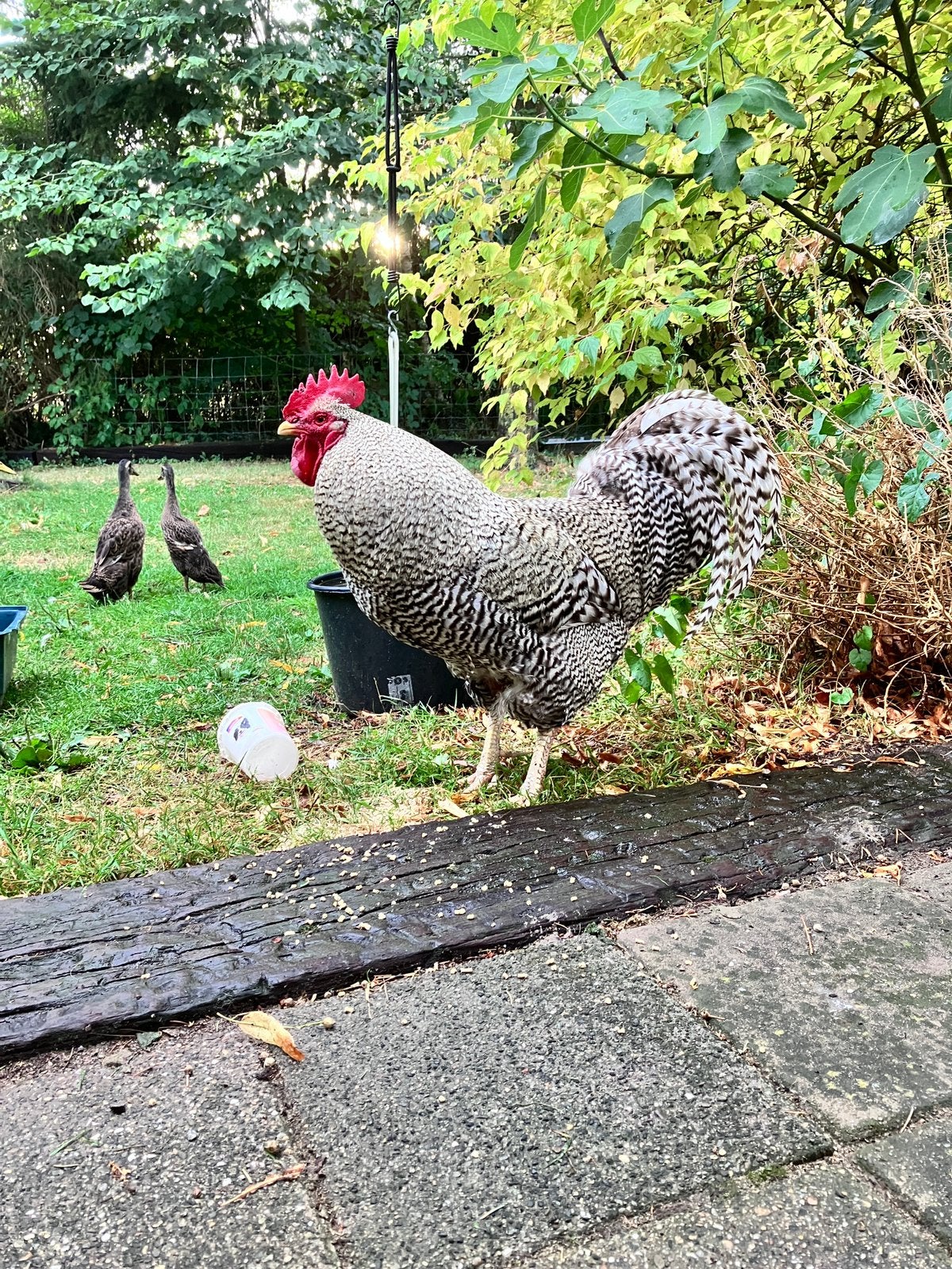 Haan (grote Amrock) rustig karakter, Dieren en Toebehoren, Pluimvee, Mannelijk, Kip