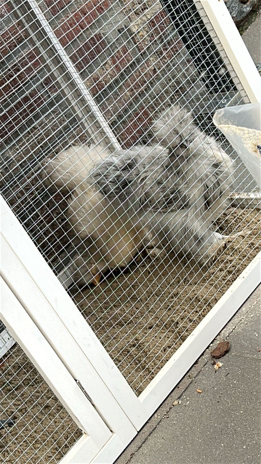 Een koppel jonge zijdehoentjes, Dieren en Toebehoren, Pluimvee, Meerdere dieren, Eend