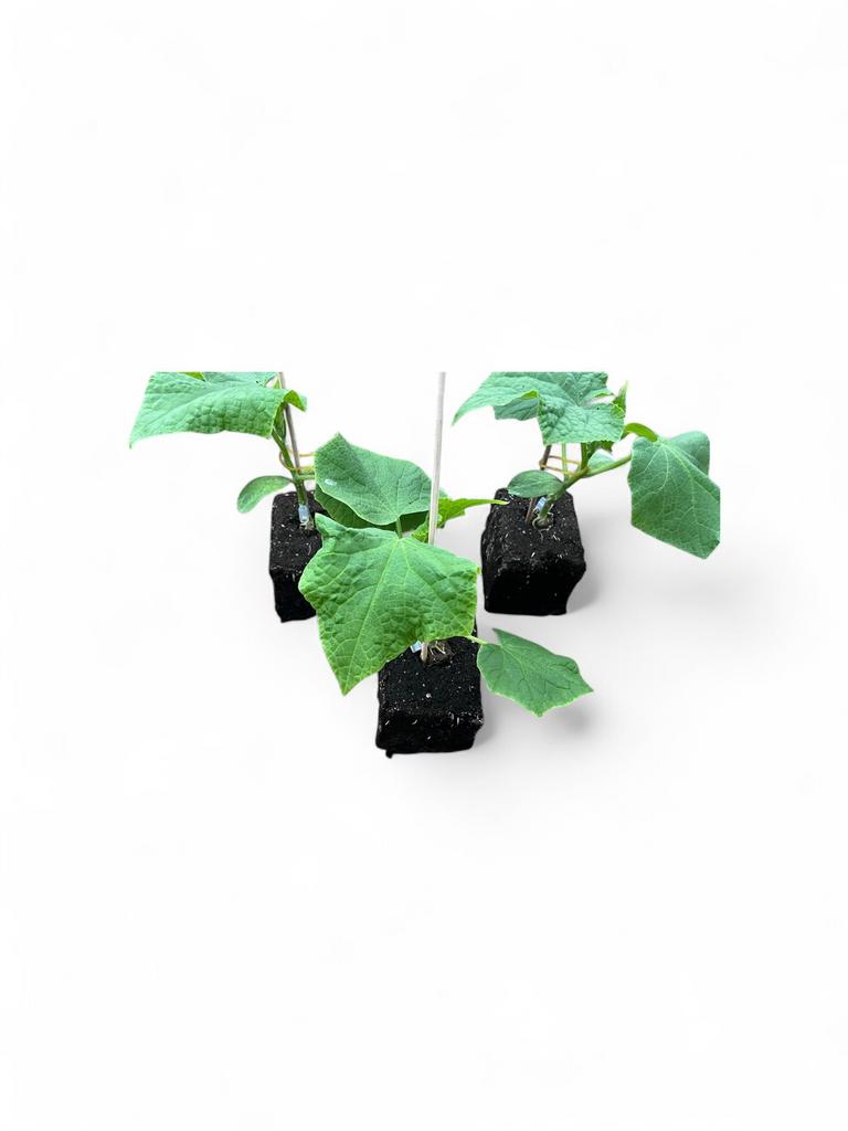 Biologische komkommer groenteplanten, Ophalen, Volle zon, Groenteplanten, Eenjarig