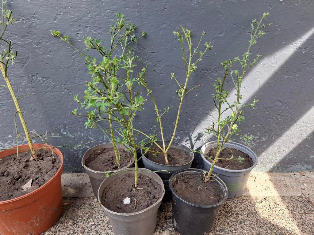Brem planten - Oranje/geel (BIO) - verschillende formaten, Volle zon, Vaste plant, Lente, Ophalen